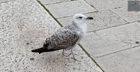 Segue i pescatori, li chiama e pretende del cibo: � Pasquale, il gabbiano di N-d�rr'a la lanze